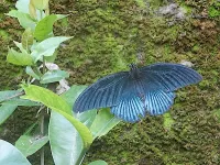 Grote mormoonvlinder [Papilio memnon]